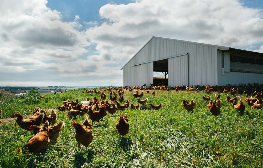 Hillandale Farms Pennsylvania- Leading Name In Eco-Friendly Sustainable Farming