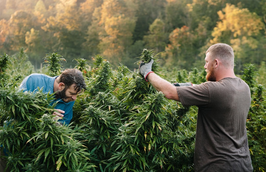 CBD and Sustainable Farming Practices